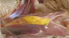 現(xiàn)在青年雞最嚴(yán)重的是什么？