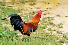 肉雞養(yǎng)殖成本要如何控制？
