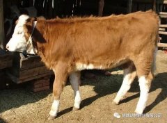 肥牛養(yǎng)殖過程中存在的問題，應(yīng)該如何進行解決
