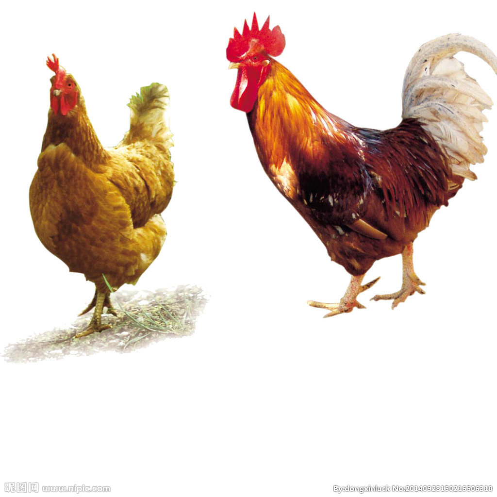  提高肉鴨養(yǎng)殖效益！這八個(gè)飼養(yǎng)管理要注意了?。夹g(shù)） 